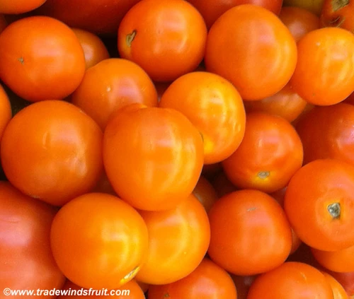 Jaune Flamme Tomato Seeds