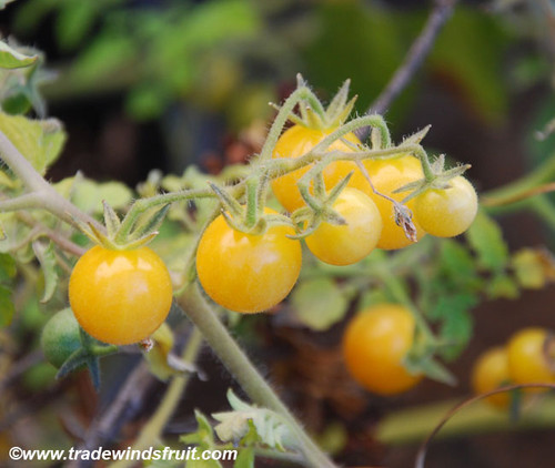 White Currant Tomato Seeds