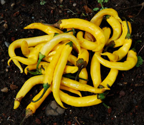 Golden Cayenne Pepper Seeds Golden Cayenne Pepper Seeds