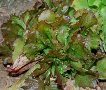 Red Iceberg Lettuce Seeds