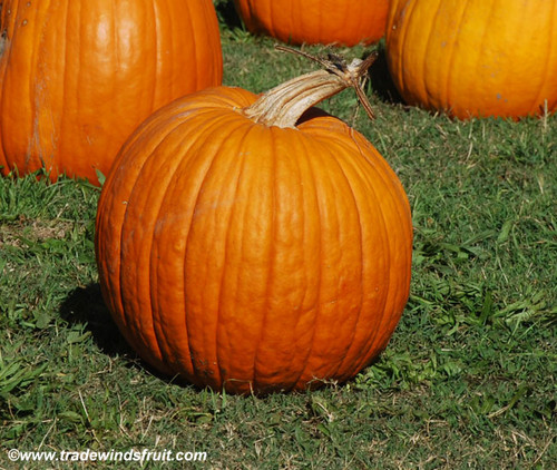 Connecticut Field Pumpkin Seeds