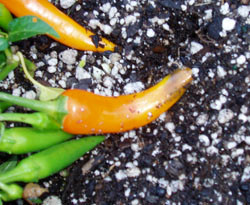 Bulgarian Carrot Pepper Seeds