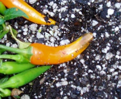Bulgarian Carrot Pepper Seeds