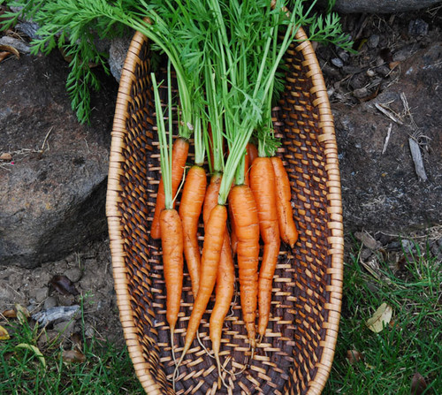 Little Finger Carrot Seeds
