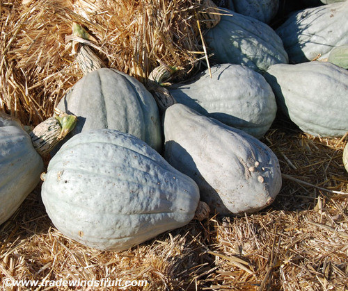 Blue Hubbard Squash Seeds