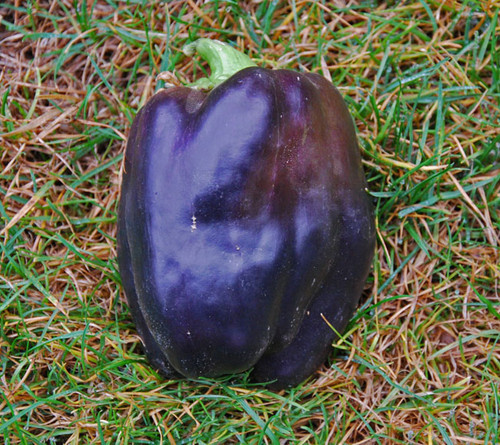 Purple Beauty Bell Pepper Seeds
