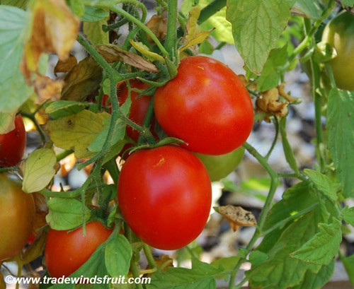 Siberian Tomato Seeds Siberian Tomato Seeds