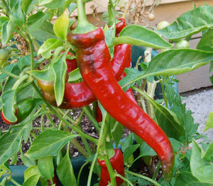 Jimmy Nardello Pepper Seeds