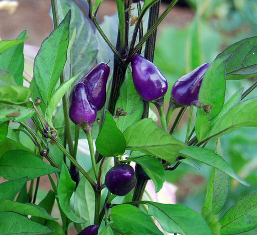 Bolivian Rainbow Pepper