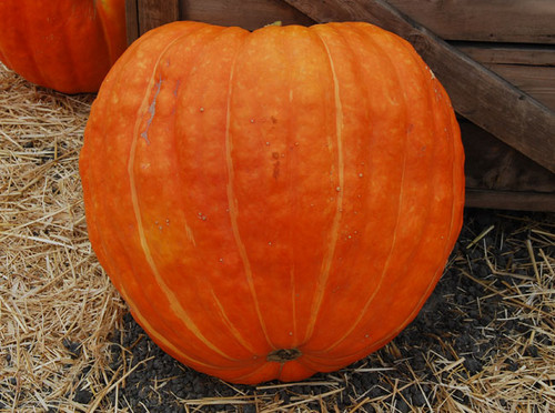 Big Max Pumpkin Seeds Big Max Pumpkin Seeds