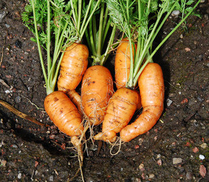 Danvers Half Long Carrot Seeds