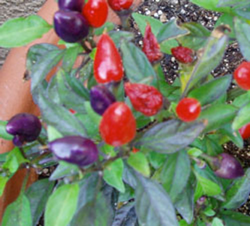 Firecracker Pequin Pepper Seeds Firecracker Pequin Pepper Seeds