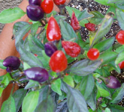 Firecracker Pequin Pepper Seeds