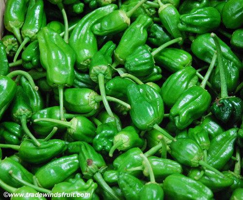 Padron Pepper Seeds