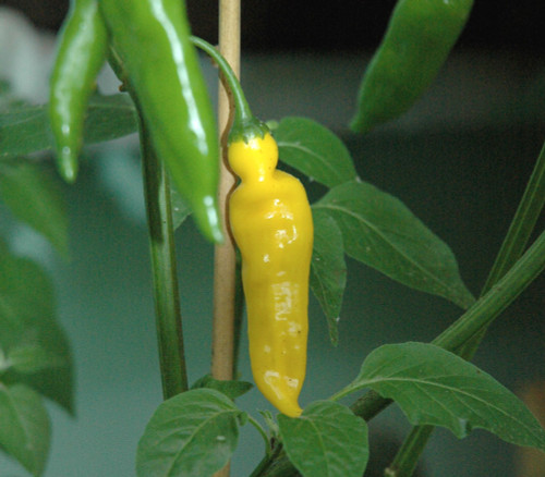 Aji Lemon Drop Pepper Seeds