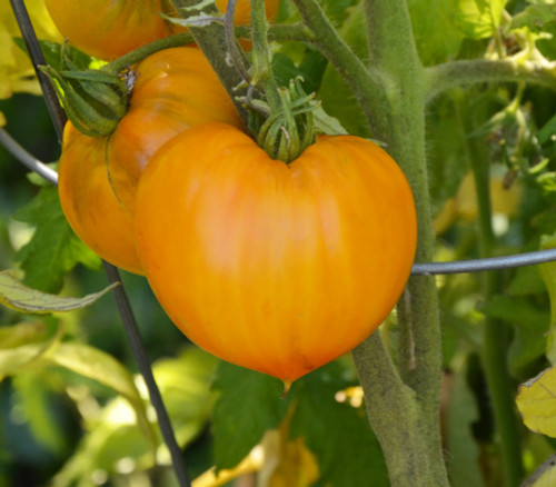 Orange Strawberry Tomato Seeds