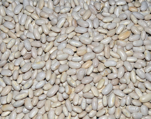 Great Northern Bean Seeds Great Northern Bean Seeds