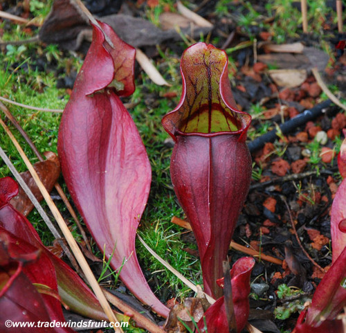 Sarracenia purpurea - Purple Pitcher Plant Seeds