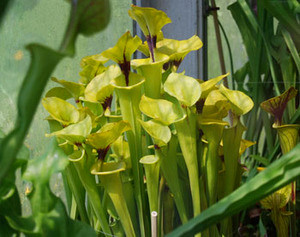 Sarracenia flava rugelii - Yellow Pitcher Plant Seeds