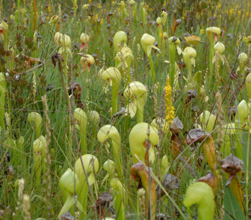 Darlingtonia californica - Cobra Lily Seeds