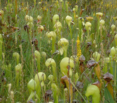 Darlingtonia californica - Cobra Lily Seeds