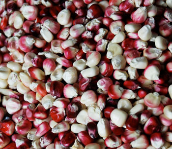 Hopi Pink Corn Seeds