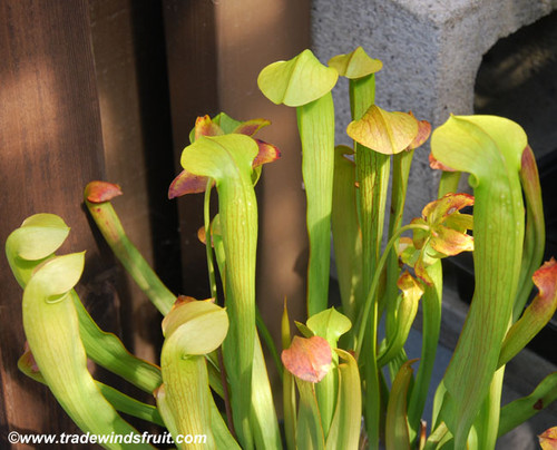 Sarracenia minor - Hooded Pitcher Plant