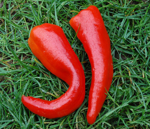 Numex Big Jim Pepper Seeds Numex Big Jim Pepper Seeds