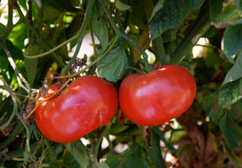 Brandywine Tomato, Sudduth Strain Seeds