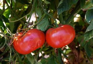 Brandywine Tomato, Sudduth Strain Seeds