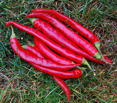 Large Red Thick Cayenne Pepper Seeds