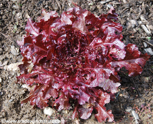 Mascara Lettuce