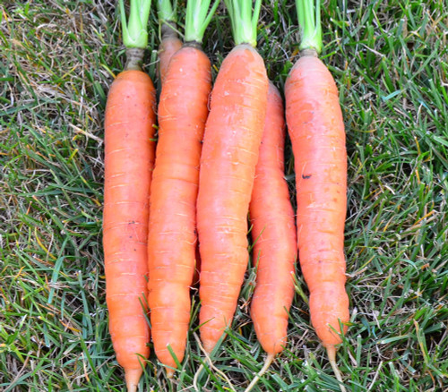 St. Valery Carrot Seeds St. Valery Carrot Seeds