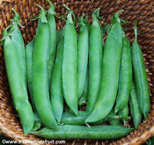 Green Arrow Pea Seeds