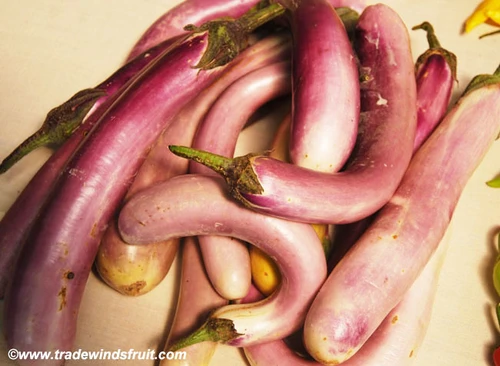 Pingtung Long Eggplant Seeds