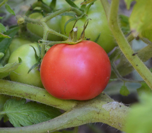 Arkansas Traveler Tomato Seeds