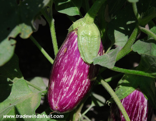 Listada de Gandia Eggplant Seeds