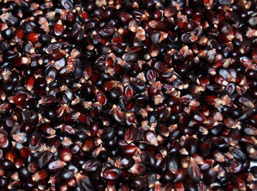 Dakota Black Popcorn Seeds