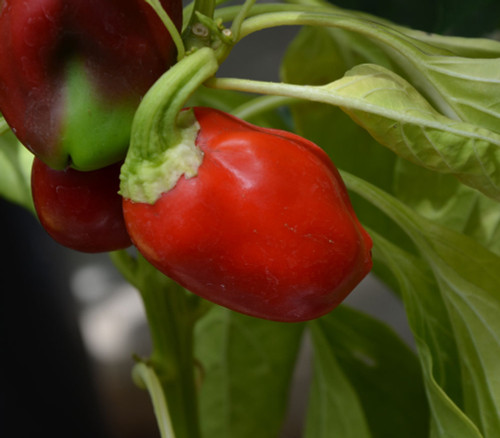 Pimiento L Pepper Seeds