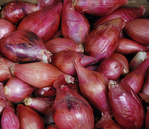 Long Red Florence Onion Seeds