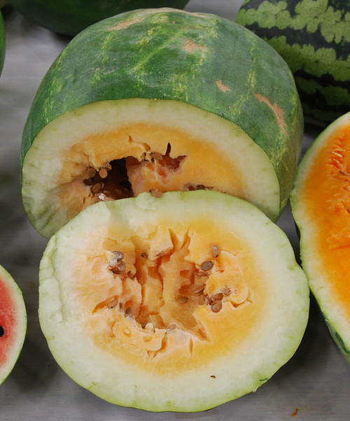 Tendersweet Orange Watermelon Seeds Tendersweet Orange Watermelon Seeds