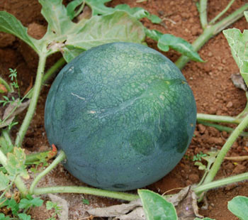 Sugar Baby Watermelon Seeds