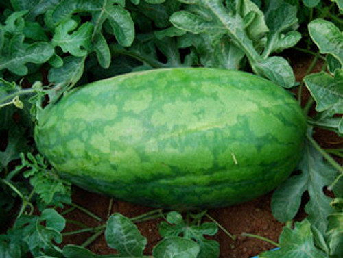 Congo Watermelon Seeds Congo Watermelon Seeds
