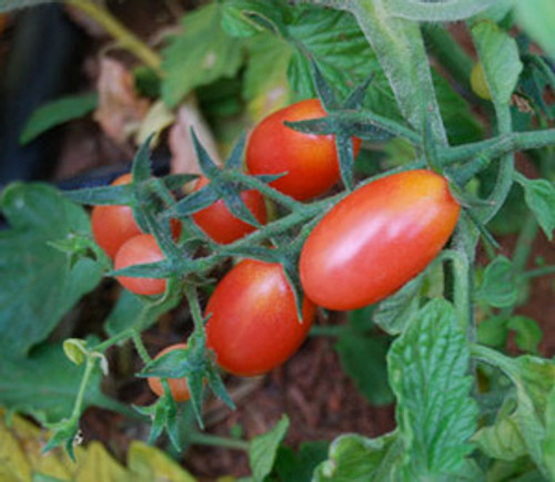 Rosalita Tomato