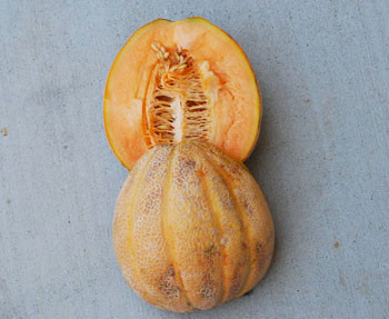 Tuscan Cantaloupe Melon Seeds