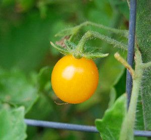 Galapagos Island Tomato Seeds