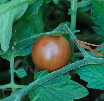 Chocolate Cherry Tomato Seeds