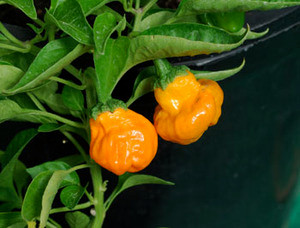 Scotch Bonnet Orange Pepper Seeds