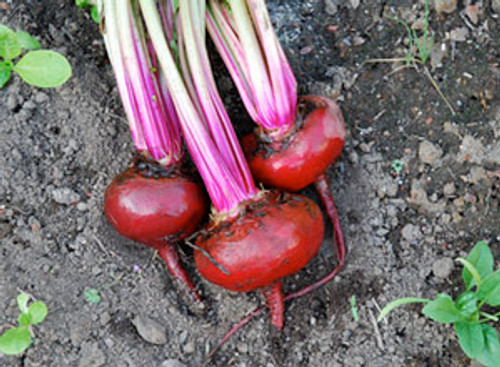 Chioggia Beet Seeds Chioggia Beet Seeds
