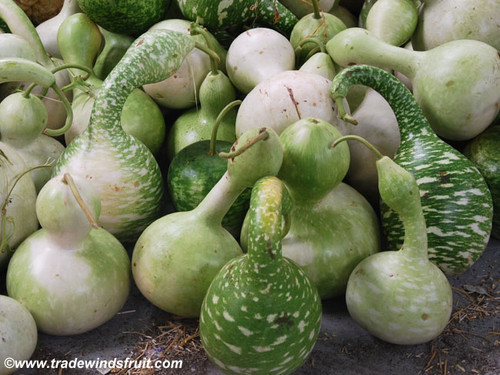 Speckled Swan Gourd Seeds